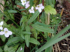 Cardamine nuttallii