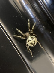 Araneus andrewsi