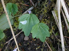 Cardamine nuttallii