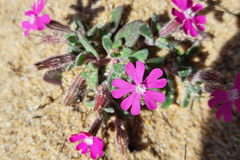 Silene littorea
