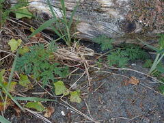 Conioselinum gmelinii
