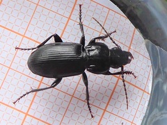 Pterostichus melas