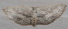 Scopula aemulata