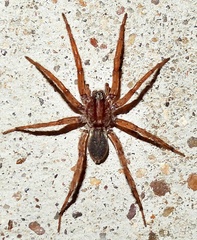 Varacosa