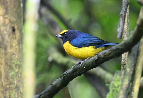 Orange-bellied Euphonia (Euphonia xanthogaster), photo 5