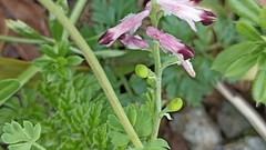 Fumaria bastardii