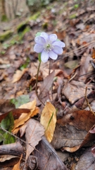 Hepatica