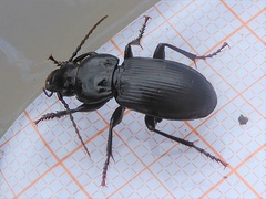 Pterostichus melas