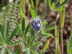 Lupinus polycarpus