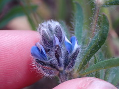 Lupinus polycarpus