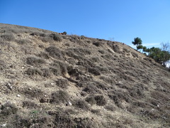 Thymus zygis