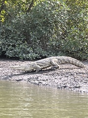 Crocodylus