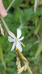 Chlorophytum comosum