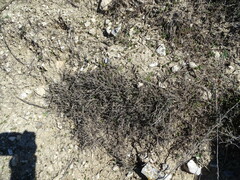 Thymus zygis
