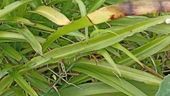 Chlorophytum comosum