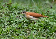 Furnarius leucopus cinnamomeus