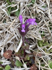 Lamium amplexicaule