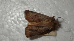 Protolampra sobrina