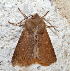 Orthosia annulimacula