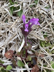 Lamium amplexicaule