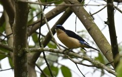 Pipraeidea melanonota