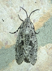 Prionoxystus robiniae