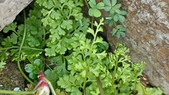 Anogramma leptophylla