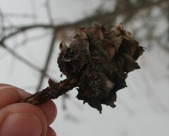 Pucciniastrum areolatum