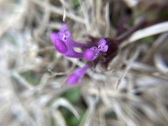 Lamium amplexicaule