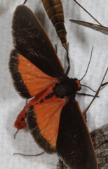 Virbia laeta