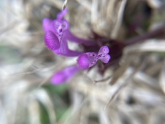 Lamium amplexicaule