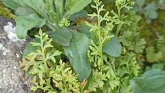 Anogramma leptophylla