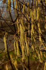 Corylus avellana
