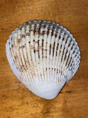 Clinocardium nuttallii