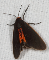 Virbia laeta