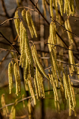 Corylus avellana