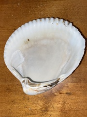 Clinocardium nuttallii