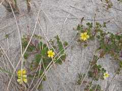 Oxalis rubens