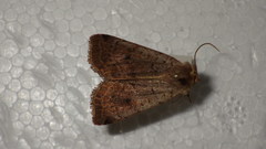 Protolampra sobrina