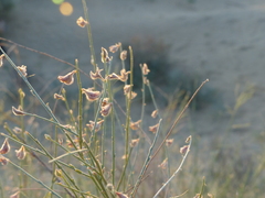 Crotalaria burhia