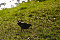 Gallinula chloropus