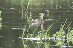Podilymbus podiceps
