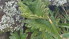 Polypodium macaronesicum azoricum