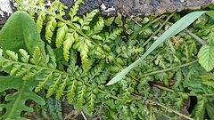 Asplenium billotii