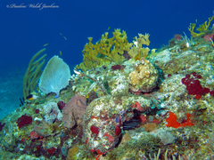 Stegastes partitus