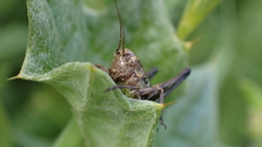 Decticus albifrons