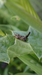 Decticus albifrons