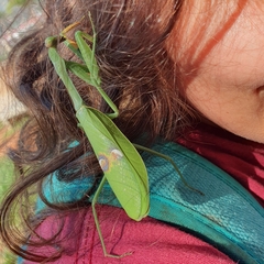 Stagmatoptera hyaloptera