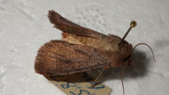 Protolampra sobrina