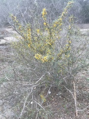 Berberis trifoliolata